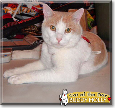 Buddy Holly, the Cat of the Day
