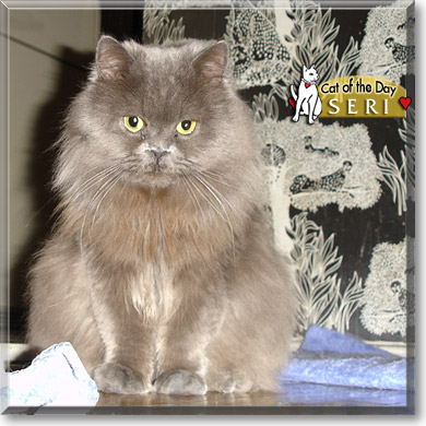 Seri, the Cat of the Day