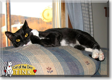 Tink, the Cat of the Day