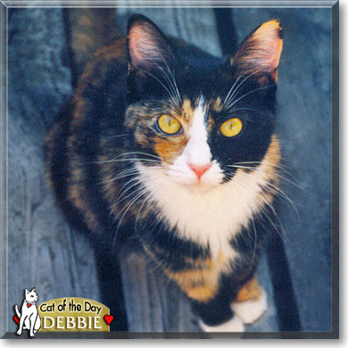 Debbie, the Cat of the Day