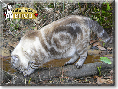 Bijou, the Cat of the Day