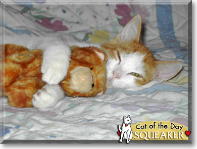 Squeaker, the Cat of the Day