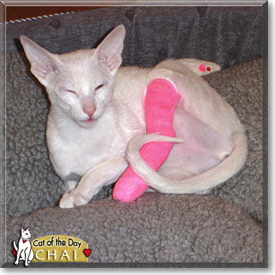 Chai, the Cat of the Day