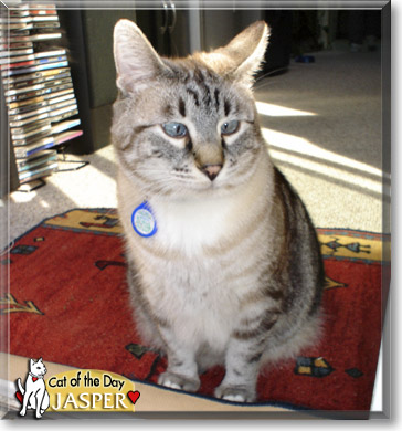 Jasper, the Cat of the Day