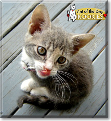 Kookies, the Cat of the Day