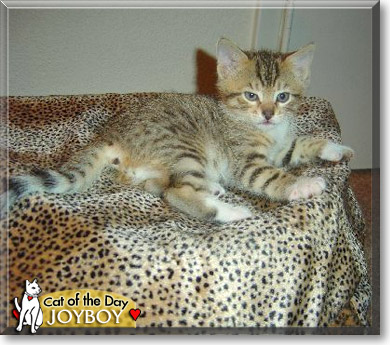 JoyBoy, the Cat of the Day