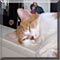 Cat of the Day