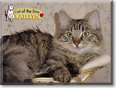Katelyn, the Cat of the Day