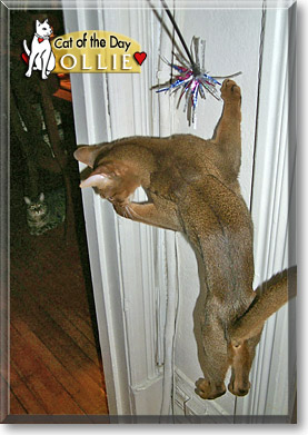 Ollie, the Cat of the Day
