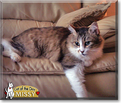 Missy, the Cat of the Day