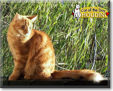 Houdini, the Cat of the Day