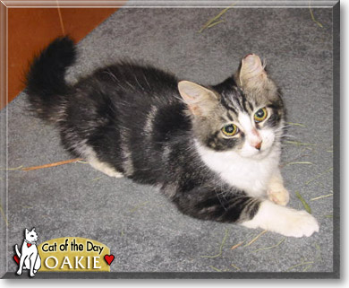 Oakie, the Cat of the Day