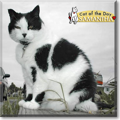 Samantha, the Cat of the Day
