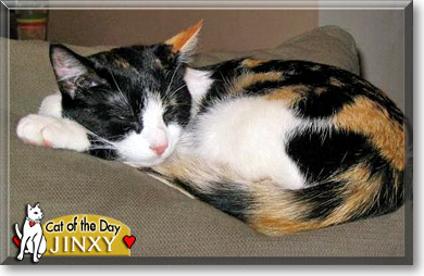 Jinxy, the Cat of the Day
