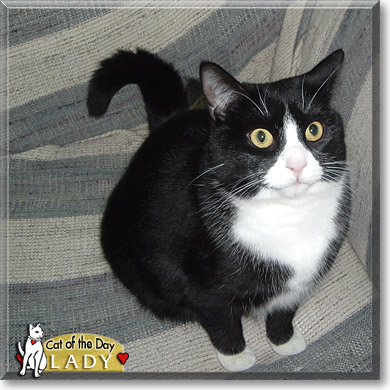 Lady, the Cat of the Day