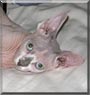 Smudge