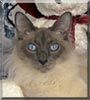 Miko