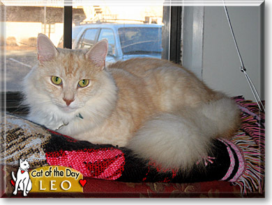 Leo, the Cat of the Day