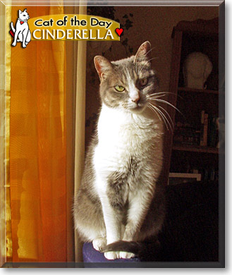 Cinderella, the Cat of the Day
