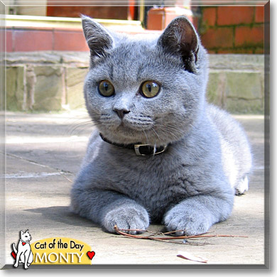 Monty, the Cat of the Day