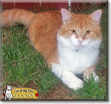 Scooby, the Cat of the Day