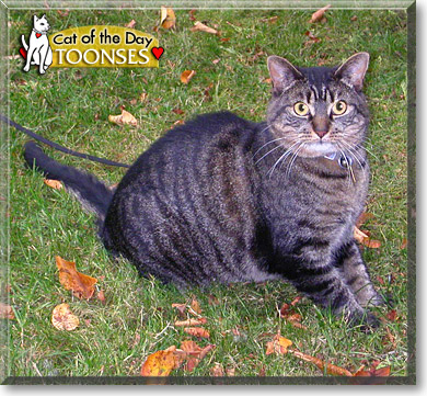 Toonses, the Cat of the Day