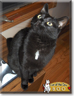 Boo, the Cat of the Day