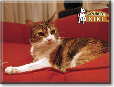 Kiki, the Cat of the Day