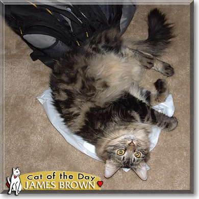 James Brown, the Cat of the Day