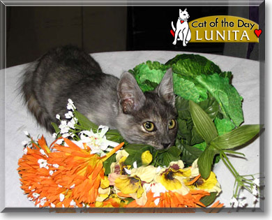 Lunita, the Cat of the Day