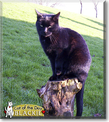 Blackie, the Cat of the Day