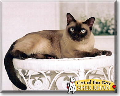 Sher Khan, the Cat of the Day