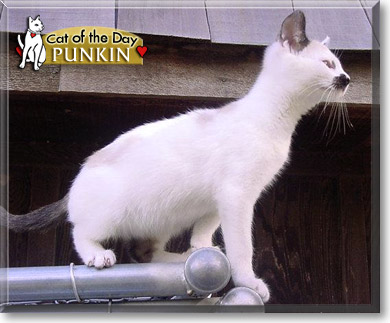 Punkin, the Cat of the Day