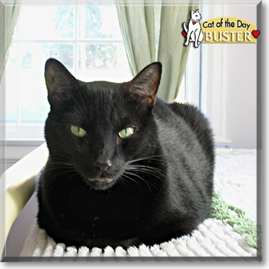 Buster, the Cat of the Day