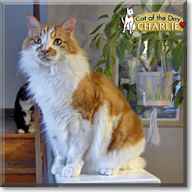 Charlie, the Cat of the Day