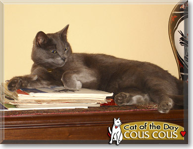 Cous Cous, the Cat of the Day