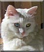 Bingles