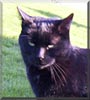 Blackie