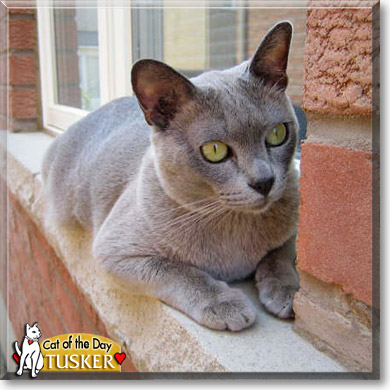 Tusker, the Cat of the Day