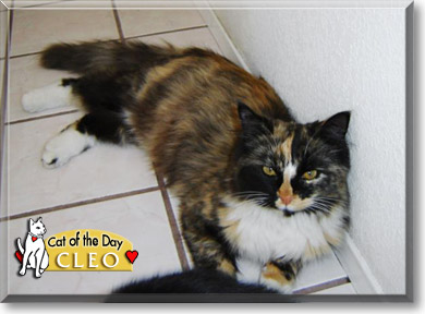 Cleo, the Cat of the Day