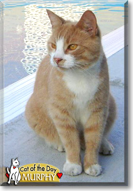 Murphy, the Cat of the Day
