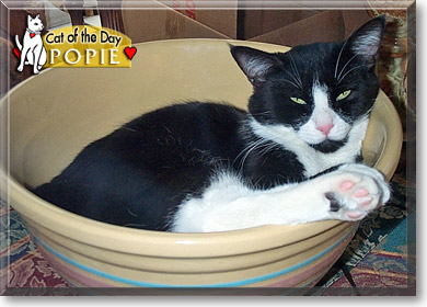 Popie, the Cat of the Day