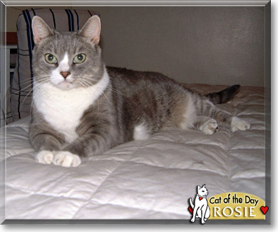 Rosie, the Cat of the Day