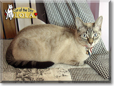 Lola Delores Herbig, the Cat of the Day