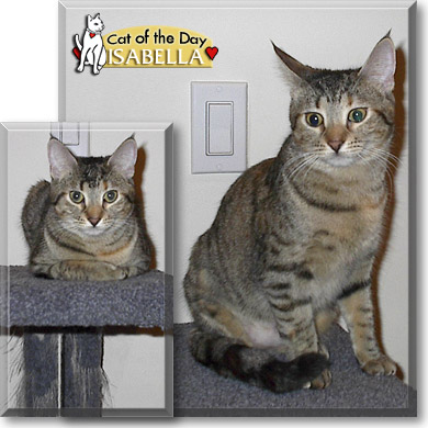 Isabella, the Cat of the Day