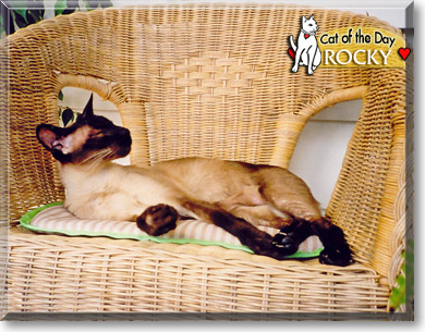Rocky, the Cat of the Day