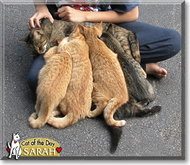 Sarah, the Cat of the Day