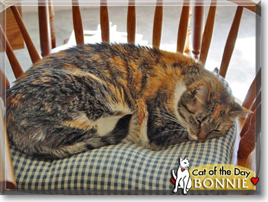 Bonnie, the Cat of the Day