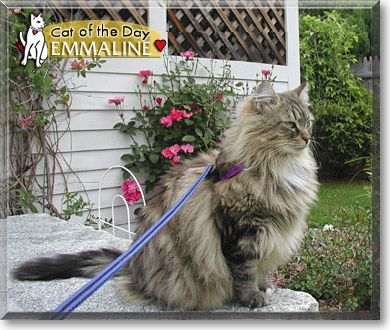 Emmaline, the Cat of the Day