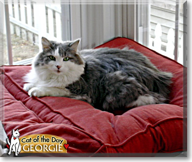 Georgie, the Cat of the Day